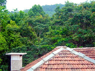 Property Sri Lanka Kandy Real Plantation