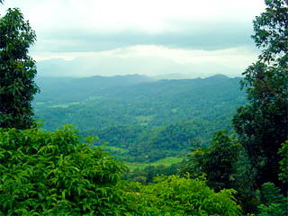 Property Sri Lanka Kandy Real Plantation